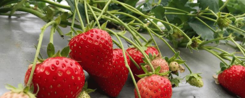 露天草莓的种植时间，3月下旬到4月中旬为佳