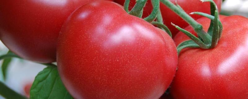 西红柿亩产多少斤，一般能产6-8千斤左右