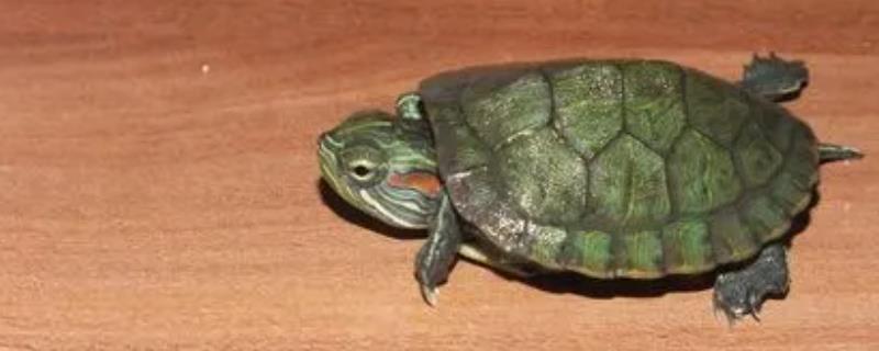 小乌龟能养大吗，大多数品种能养大