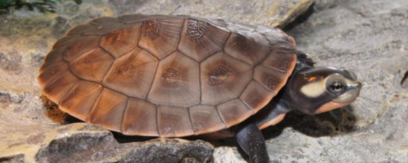 圆澳龟能否在冷水中过冬，可以越冬但要确保水温不低于0℃