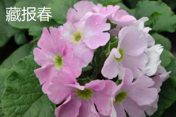 报春花的种类，包括四季樱草、藏报春、西洋报春等品种