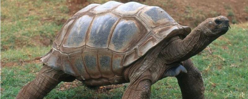 亚达伯拉象龟的寿命，寿命可达200年