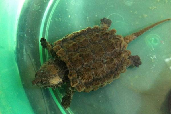 鳄龟一直在水里好不好，是水龟可以养在水里