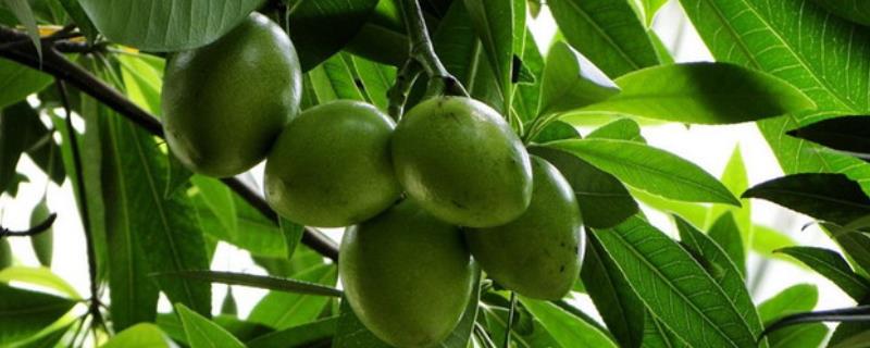 海芒果是不是指芒果，是指一种果实近似芒果的常绿小乔木