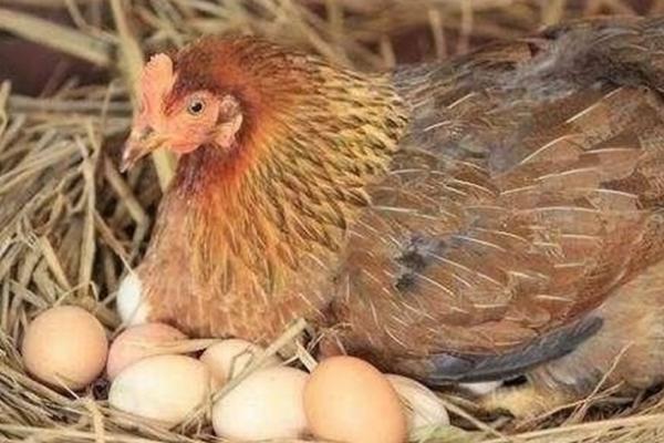 母鸡停止下蛋多久再下蛋，补充营养后会继续下蛋