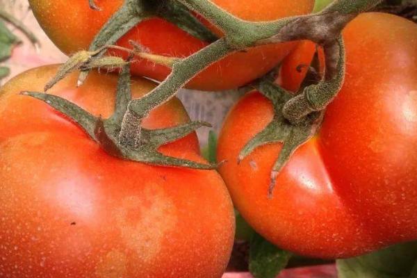 番茄催红方法，可将乙烯利药液涂抹至果实表面