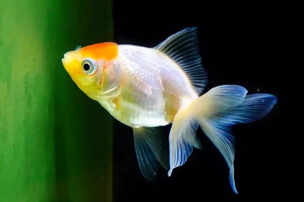 金鱼的眼睛为什么会充血，一般是因为水质过差或受到灯光刺激