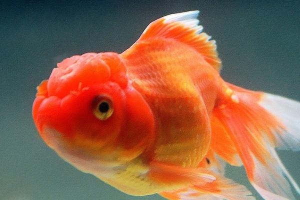 金鱼的眼睛为什么会充血，一般是因为水质过差或受到灯光刺激