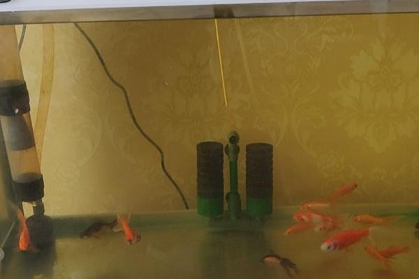 鱼缸换水方法，换水时要从缸壁处缓缓兑入