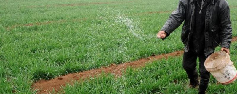 小麦氮肥后移施用方法，氮肥追施时间可推迟至拔节期