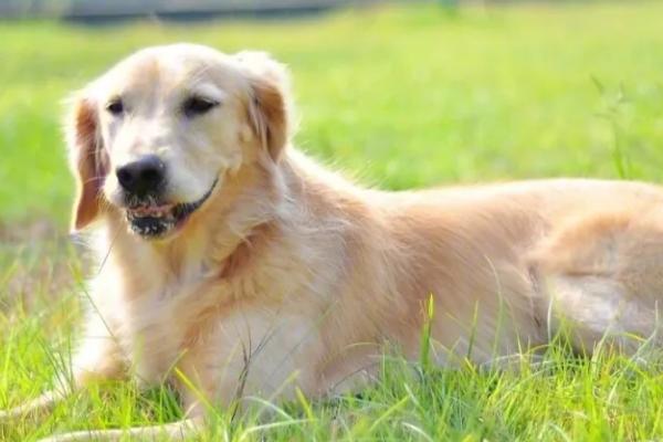 金毛狗怎么看年龄，通过看牙齿可知