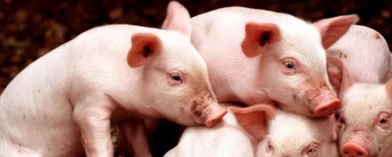 养猪怎么预防猪瘟，日常做好消毒工作比较重要