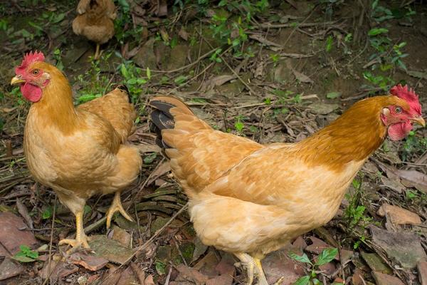 三黄鸡的名字由来，原因是羽黄、喙黄、脚黄