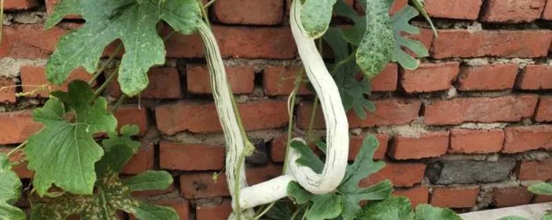 如何种植蛇豆，可露地直播，亦可育苗移栽