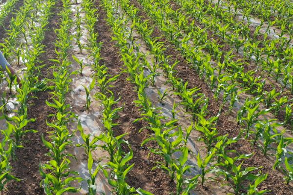 玉米抗旱播种方法，播种前要少动土以减少水分蒸发