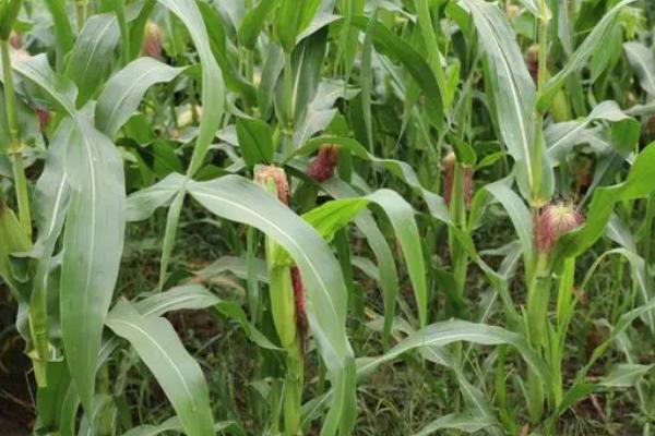 玉米抗旱播种方法，播种前要少动土以减少水分蒸发