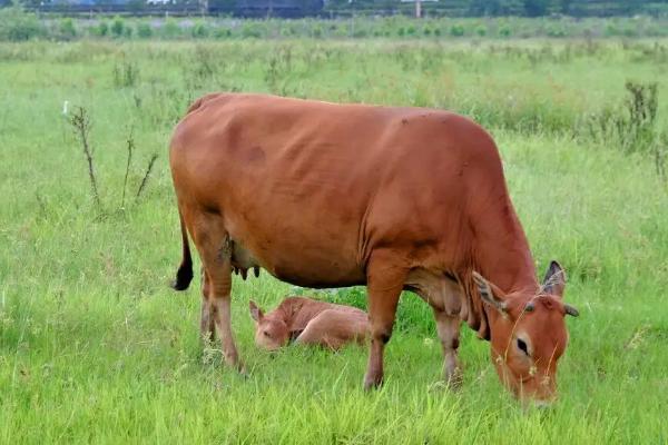 一个月的牛犊为什么突然不吃奶，可能是瘤胃积食等原因所导致