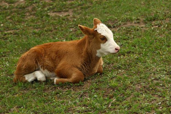 一个月的牛犊为什么突然不吃奶，可能是瘤胃积食等原因所导致