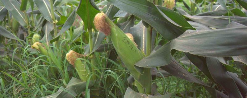 甜玉米丰产种植技巧，首先选择丰产性好的品种
