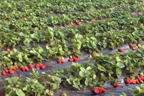 种植草莓要使用除草剂吗，一般不宜采用喷药除草的方法