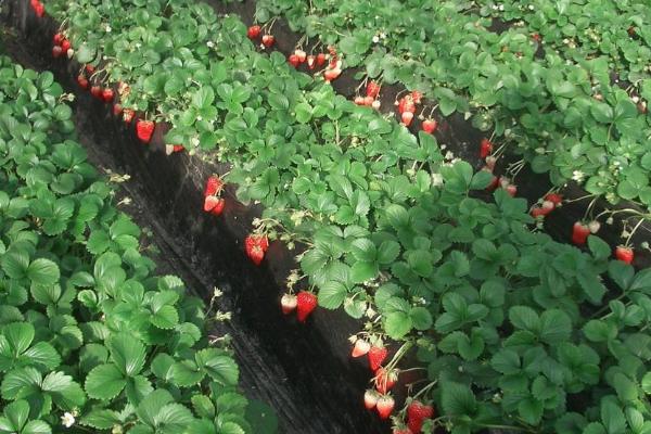 种植草莓要使用除草剂吗，一般不宜采用喷药除草的方法