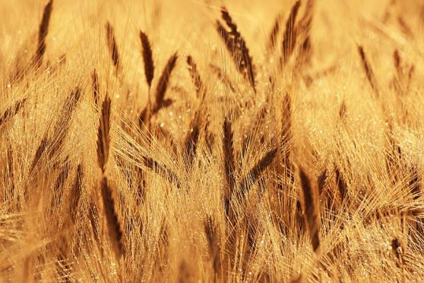 5月份小麦是否已经成熟，此时尚未进入成熟期