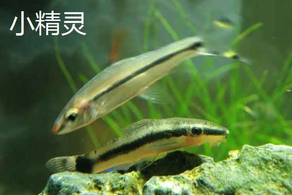 能净化水质的有什么鱼，下口鲇有“清道夫”的称号