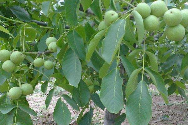 核桃树的需肥特性，对氮肥和钾肥要求比较多