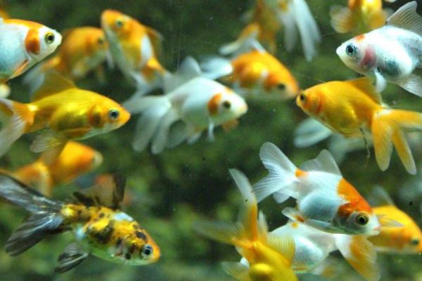 小金鱼为什么不吃鱼食，水温过低会影响它们的食欲