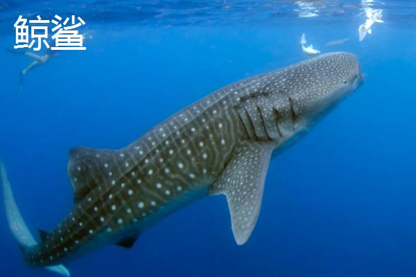 鲨鱼的品种，常见品种主要有大白鲨、虎头鲨、红尾鲨、鲸鲨