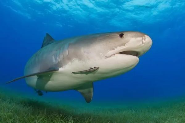 鲨鱼的品种，常见品种主要有大白鲨、虎头鲨、红尾鲨、鲸鲨