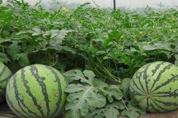 西瓜种子多长时间能出苗，一般需要36-48小时左右