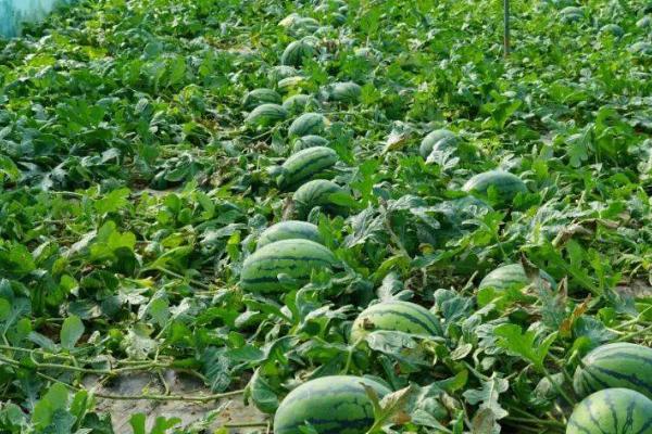 西瓜种子多长时间能出苗，一般需要36-48小时左右