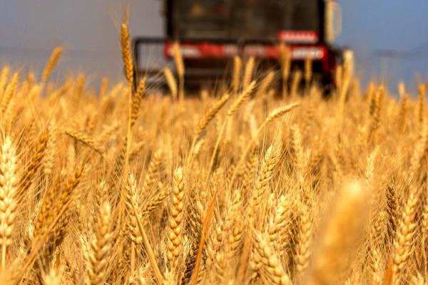 小麦生长后期管理技术，适时收获是关键