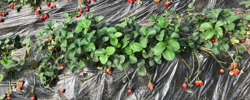 草莓采摘后的田间管理方法，应及时追肥灌水