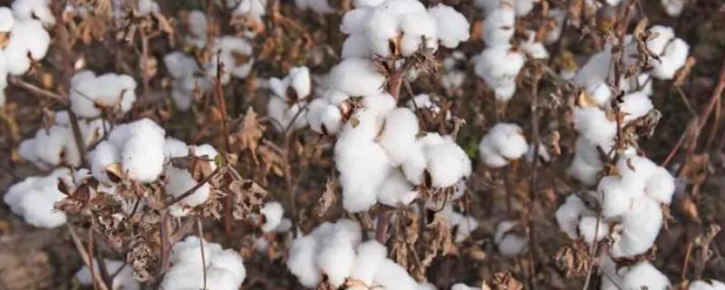 秋末如何对棉花提质保产，需抢在下雨前完成采摘