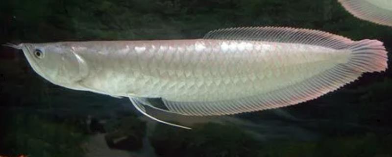 银龙鱼一年能长多少，出生第一年可长到50-80厘米