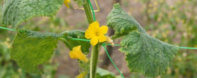 如何让黄瓜多开雌花多结果，定植前施入磷钾肥可促使不定性花芽转化成雌花