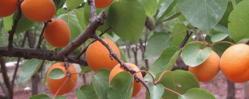 杏树高产施肥要点，采果前追施钾肥可提高产量和品质