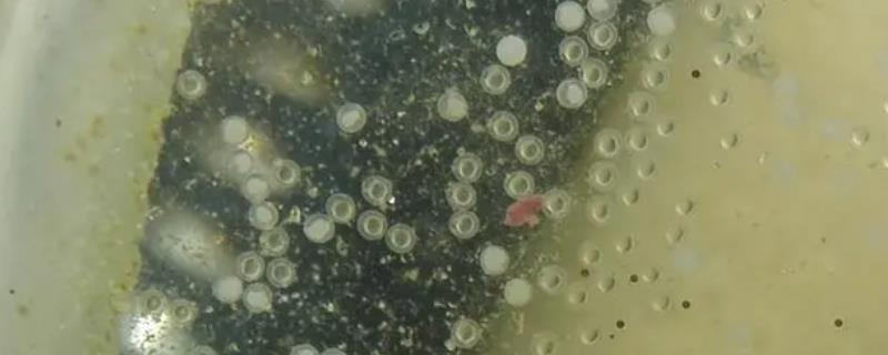 斑马鱼产的卵长什么样，呈圆球形半透明状
