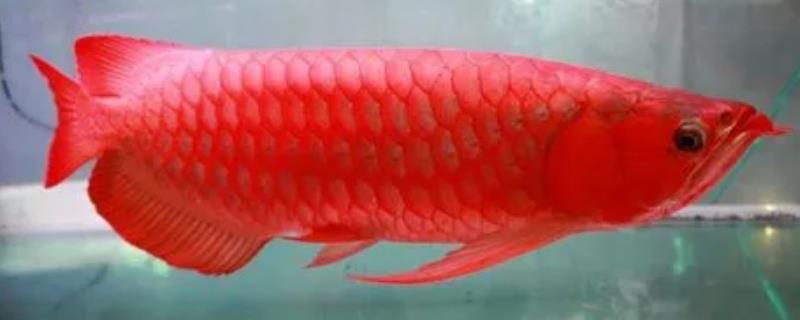 红龙鱼能长多大，自然条件下体长可以超过1m