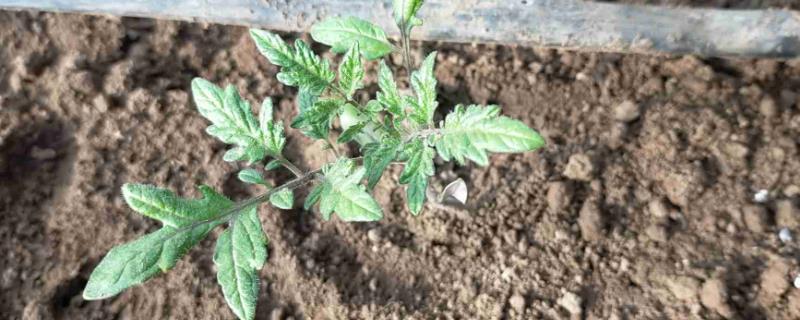 西红柿苗不生根怎么办，需增加土壤的透气性