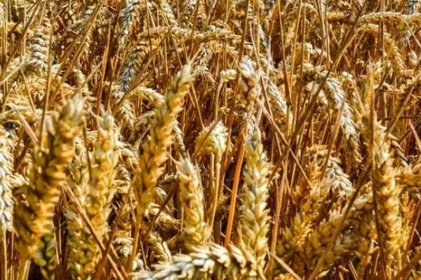 小麦为什么会早衰，可能是土壤渍水、缺少营养、病虫危害等原因所导致