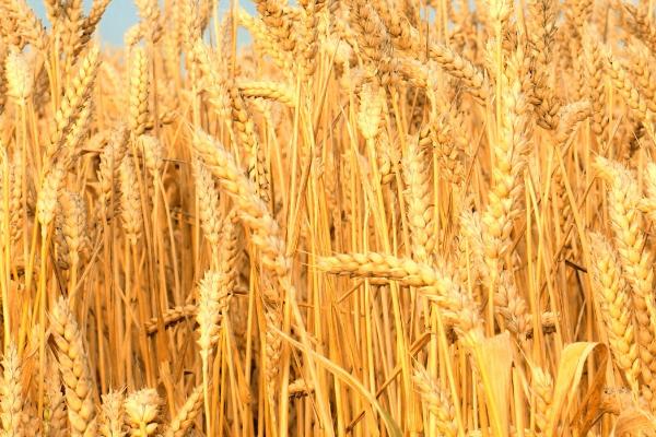 小麦为什么会早衰，可能是土壤渍水、缺少营养、病虫危害等原因所导致