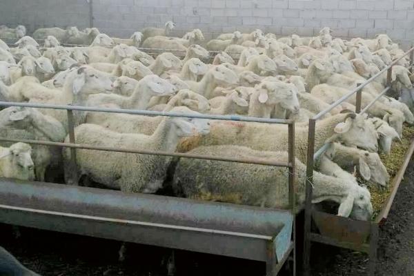 羊一天吃多少饲料合适，根据羊的体型决定