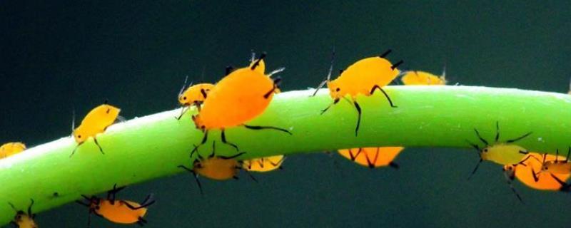 蚜虫的天敌，瓢虫、草蛉和食蚜蝇都是其天敌