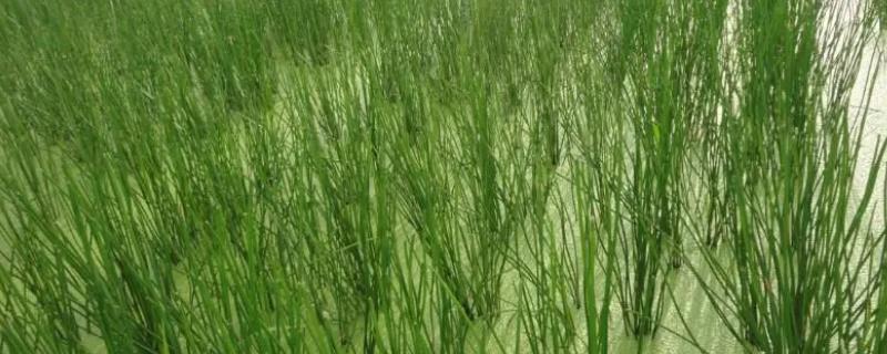 荸荠田里面的杂草怎么防治，移栽后可用丁草胺拌土撒施