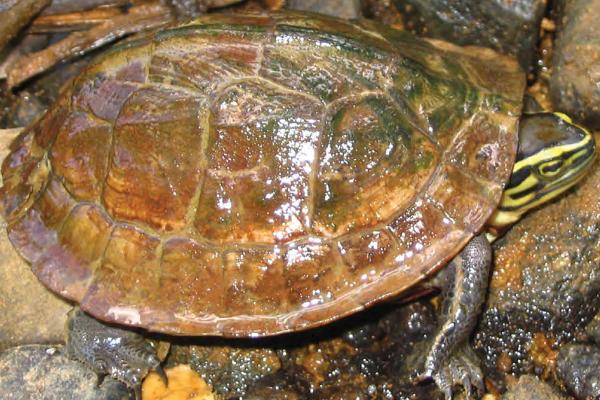 潘氏闭壳龟的体型，长度多为13-15厘米左右