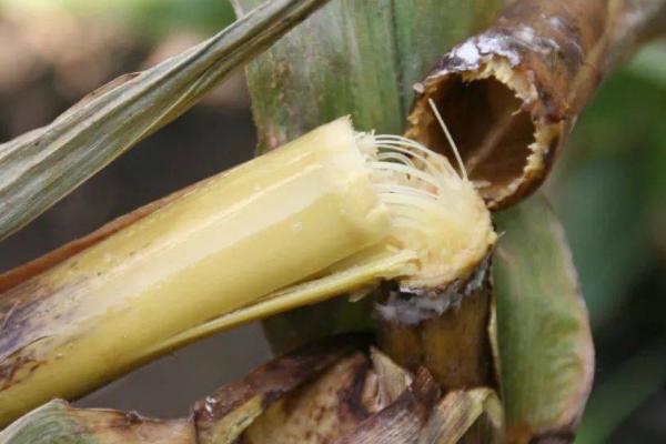 玉米茎基腐病的发病原因，虫害会加剧茎腐病的发生