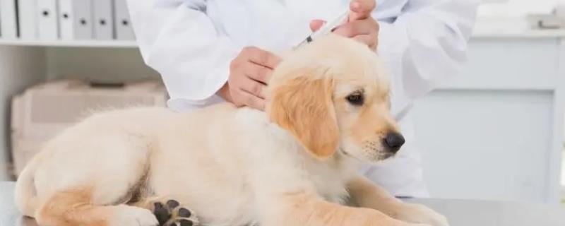 狗狗第三针疫苗可以和狂犬一起打吗，需根据其自身的情况而定